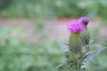 one big prickly red burdock flower on the stalk in the park
