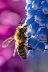 Macro of a bee collecting nectar from a blue glower in a colourful garden