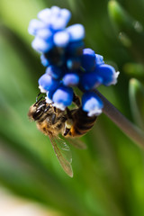 Bee collecting nectar from a blue flower - macro