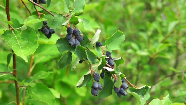 Amelanchier alnifolia, the saskatoon, Pacific serviceberry, western serviceberry on the branches of a tree harvest berries. selective focus