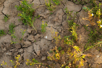 Cracked earth with green grass texture background