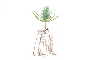 raiz pivotante pino pinea planta bonsai
