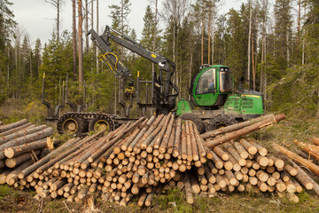 Obraz premium An industrial harvester collects logs from a felling in a pine forest