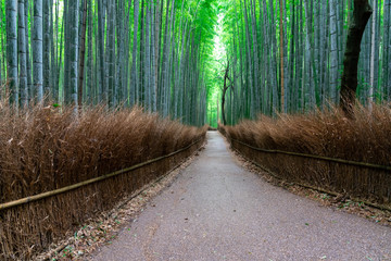 Fototapeta premium Arashiyama bamboo forest in Kyoto in the early morning（竹林の小径＠嵐山）
