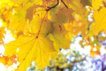 Yellow maple leaves in autumn season with blurred background. Colorful bright foliage in the autumn park. Autumn leaves background.