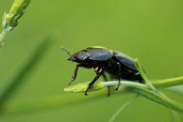 Scarabée noir
