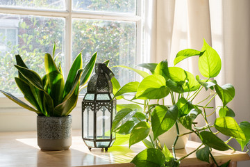Snake plant and devils Ivy in a beautifully designed home or apartment interior.