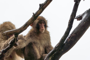 Japanese macaque in Arashiyama, Kyoto. A baby monkey is climbing a tree on a rainy day.