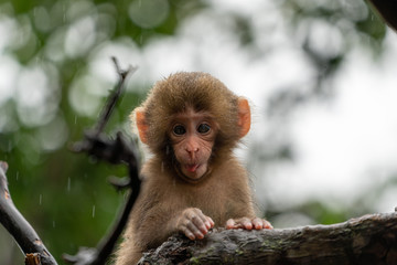 Fototapeta premium Japanese macaque in Arashiyama, Kyoto. A baby monkey is climbing a tree on a rainy day.