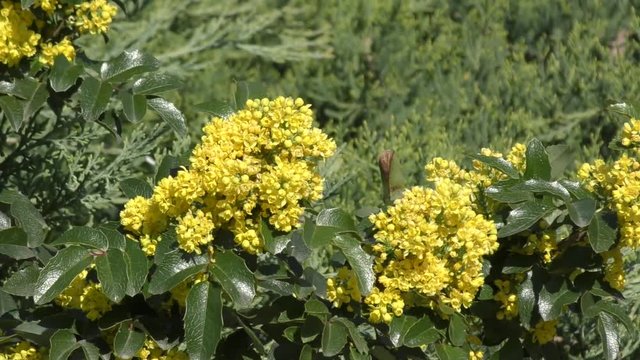 Yellow flowers of Mahonia padubolistic (Latin. Mahonia aquifolium) is an evergreen shrub, a species of the Mahonia genus of the Barbaris family 