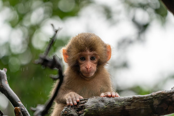 Japanese macaque in Arashiyama, Kyoto. A baby monkey is climbing a tree on a rainy day.