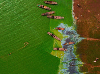 Aerial view of Ben Nom fishing village, a brilliant, fresh, green image of the green algae season on Tri An lake, with many traditional fishing boats anchored