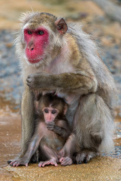 A parent and child of Japanese macaque.
I took this photo at Arashiyama in Kyoto on a rainy day.