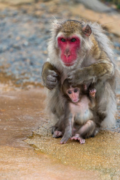 A parent and child of Japanese macaque.
I took this photo at Arashiyama in Kyoto on a rainy day.