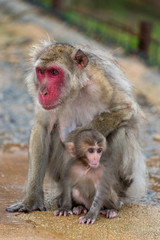 A parent and child of Japanese macaque.
I took this photo at Arashiyama in Kyoto on a rainy day.