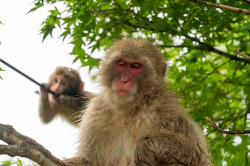Japanese macaque on a rainy in Arashiyama, Kyoto.