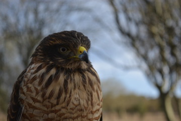 Bird of prey