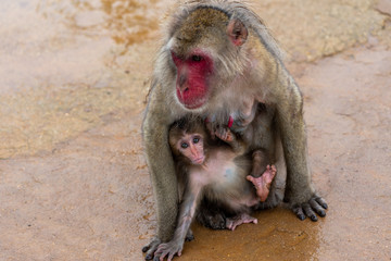 A parent and child of Japanese macaque.
I took this photo at Arashiyama in Kyoto on a rainy day.
