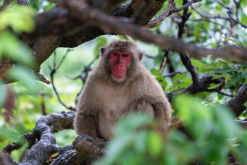 Japanese macaque on a rainy in Arashiyama, Kyoto.