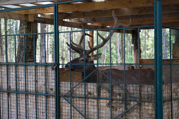 a large horned deer behind a cage