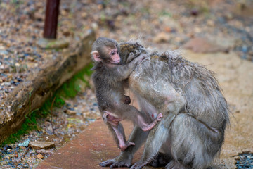 A parent and child of Japanese macaque.
I took this photo at Arashiyama in Kyoto on a rainy day.