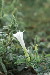 Selective focus to the white flower of Datura Stramonium, known by the common names thorn apple.