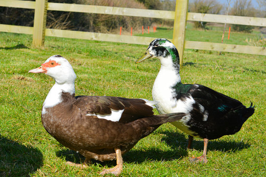 Two cute muscovy free range pet ducks standing in a garden