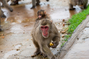 A baby Japanese macaque on top of its parent.
I took this photo at Arashiyama in Kyoto on a rainy day.