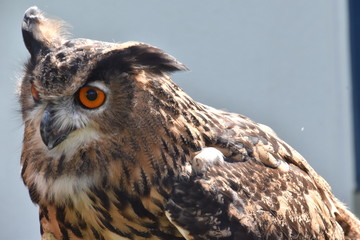 Uhu or Owl Portrait