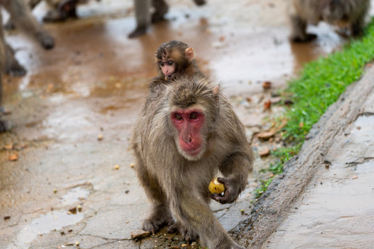A baby Japanese macaque on top of its parent.
I took this photo at Arashiyama in Kyoto on a rainy day.