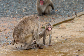 Japanese macaque in Arashiyama, Kyoto. A baby monkey and a mother monkey in the rain.