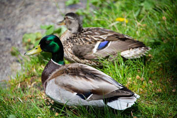 ducks on the lawn austria