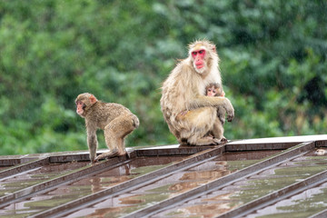 Japanese macaque in Arashiyama, Kyoto. A family of monkeys getting wet in the rain.