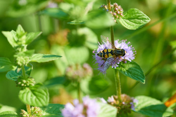 Blüten der Wasserminze (Mentha aquatica) mit 
Großer Sumpfschwebfliege
