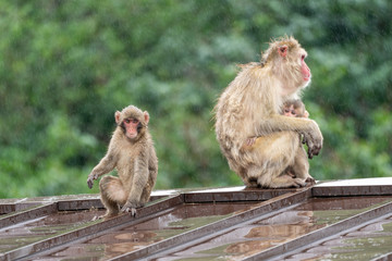 Japanese macaque in Arashiyama, Kyoto. A family of monkeys getting wet in the rain.