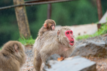 Japanese macaque in Arashiyama, Kyoto.
A baby monkey rides on the back of a mother monkey in the rain.