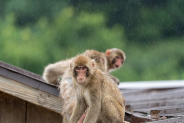Japanese macaque on a rainy in Arashiyama, Kyoto.