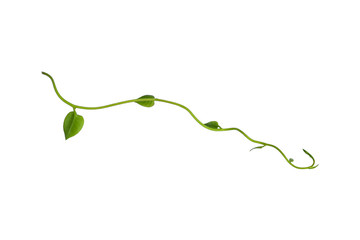 Hanging vines ivy foliage jungle bush, heart shaped green leaves climbing plant nature backdrop isolated on white background with clipping path.