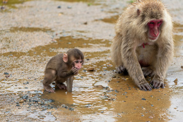 Japanese macaque in Arashiyama, Kyoto. A baby monkey and a mother monkey in the rain.