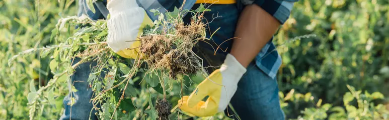 Fotobehang cropped view of farmer weeding field in work gloves, horizontal concept © LIGHTFIELD STUDIOS
