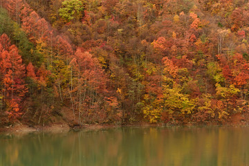 広瀬湖の紅葉