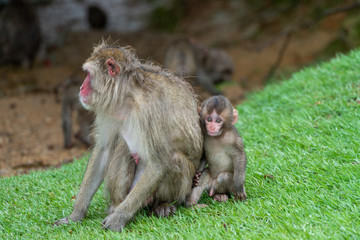 Japanese macaque in Arashiyama, Kyoto. A baby monkey and a mother monkey in the rain.