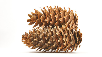 Naklejka na ściany i meble Brown pine cone. Cones with white background 