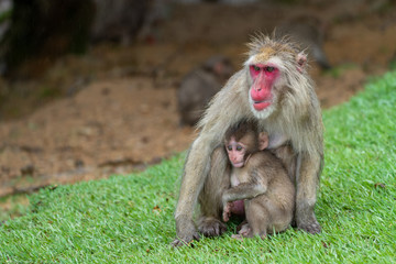 Japanese macaque in Arashiyama, Kyoto. A baby monkey and a mother monkey in the rain.