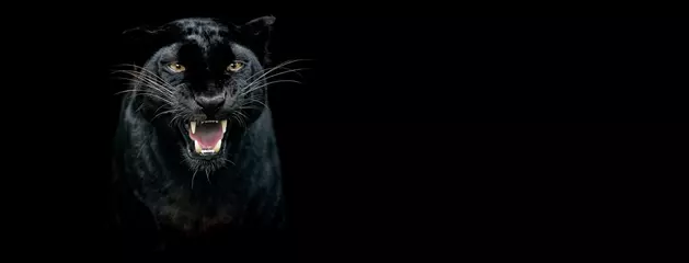 Fototapeten Vorlage eines schwarzen Panthers mit schwarzem Hintergrund © AB Photography