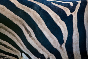 zebra stripes portrait of savanna in nature