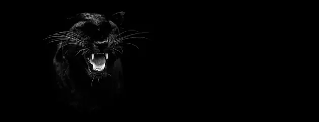 Foto op Plexiglas Sjabloon van een zwarte panter met een zwarte achtergrond © AB Photography