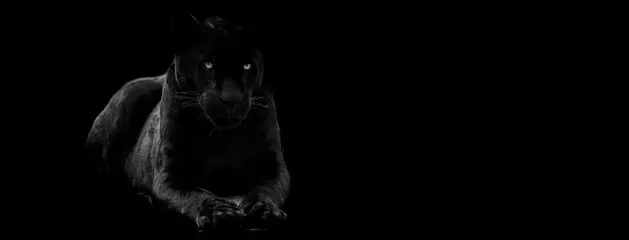 Türaufkleber Vorlage eines schwarzen Panthers mit schwarzem Hintergrund © AB Photography