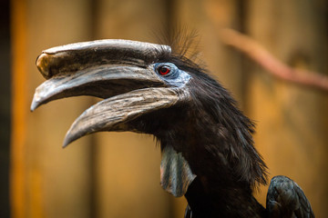 portrait of a hornbill in nature