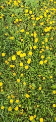 yellow dandelions on green grass